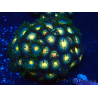 WYSIWYG - Zoanthus Indo Mariculture Acclimated under LED