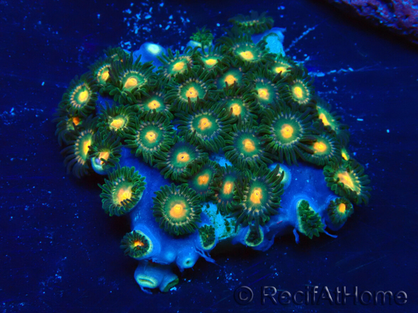 WYSIWYG - Zoanthus 14J4 Mariculture Indo Acclimaté sous led