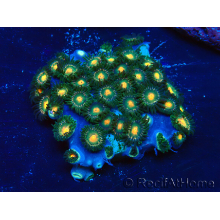 WYSIWYG - Zoanthus Mariculture Indo Acclimaté sous led