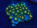 WYSIWYG - Zoanthus Mariculture Indo Acclimaté sous led
