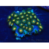 WYSIWYG - Zoanthus Mariculture Indo Acclimaté sous led