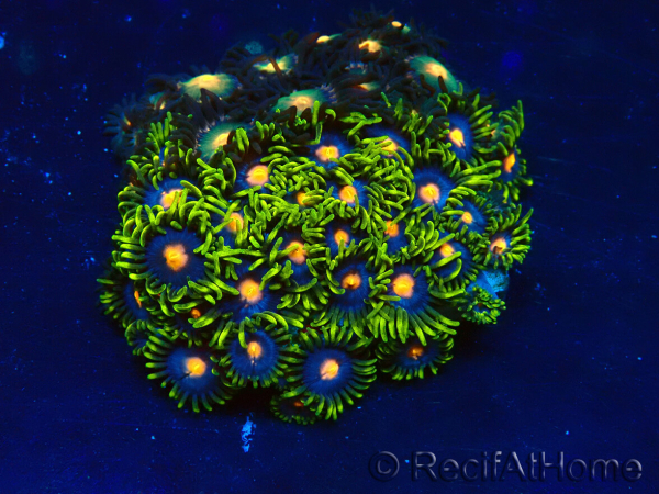 WYSIWYG - Zoanthus Mariculture Indo Acclimated under LED