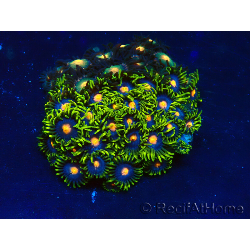 WYSIWYG - Zoanthus Maricultura Indo Aclimatado bajo LED