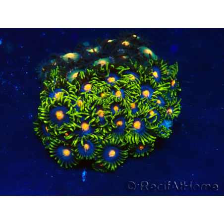 WYSIWYG - Zoanthus Maricultura Indo Aclimatado bajo LED