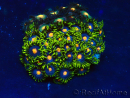 WYSIWYG - Zoanthus Mariculture Indo Acclimated under LED