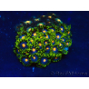 WYSIWYG - Zoanthus Mariculture Indo Acclimated under LED