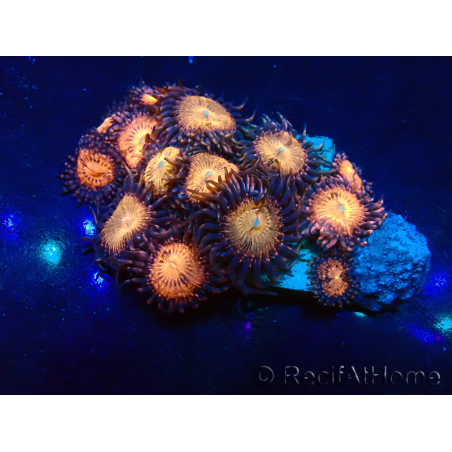 WYSIWYG - Zoanthus Mariculture Indo Acclimaté sous led