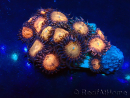 WYSIWYG - Zoanthus 14J6 Mariculture Indo Acclimaté sous led