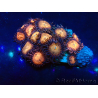 WYSIWYG - Zoanthus Mariculture Indo Acclimaté sous led