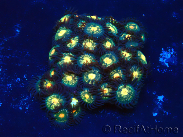 WYSIWYG - Isaurus tuberculatus Maricoltura Indo Acclimatato sotto led
