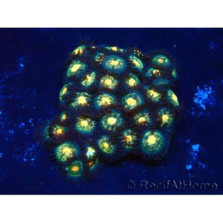 WYSIWYG - Isaurus tuberculatus Mariculture Indo Acclimaté sous led