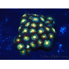 WYSIWYG - Isaurus tuberculatus Maricultura Indo Aclimatado bajo LED
