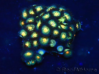 WYSIWYG - ZoanthusMaricultura Indo Aclimatado bajo LED