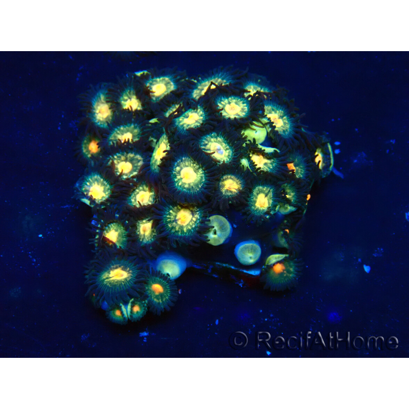 WYSIWYG - ZoanthusMaricultura Indo Aclimatado bajo LED