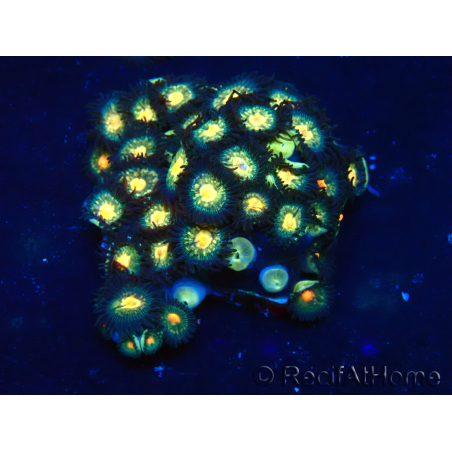 WYSIWYG - ZoanthusIndo Mariculture Acclimated under LED