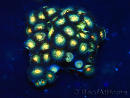 WYSIWYG - ZoanthusMaricultura Indo Aclimatado bajo LED