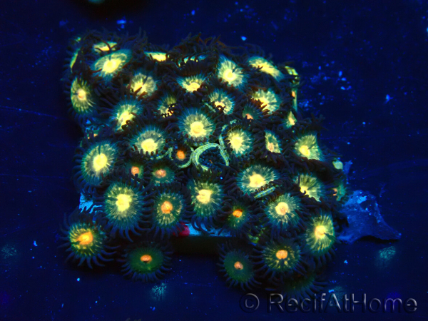 WYSIWYG - Zoanthus Indo Mariculture Acclimated under LED