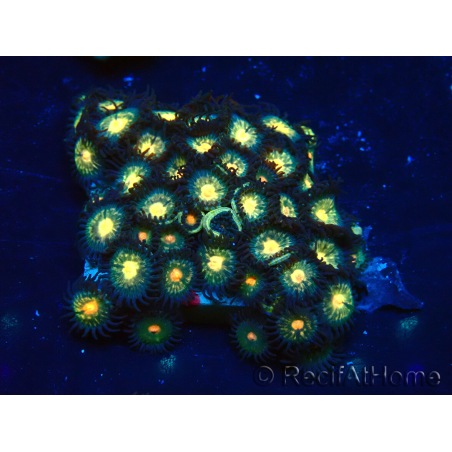 WYSIWYG - Zoanthus Mariculture Indo Acclimaté sous led