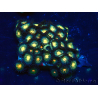 WYSIWYG - Zoanthus Maricoltura Indo Acclimatato sotto LED