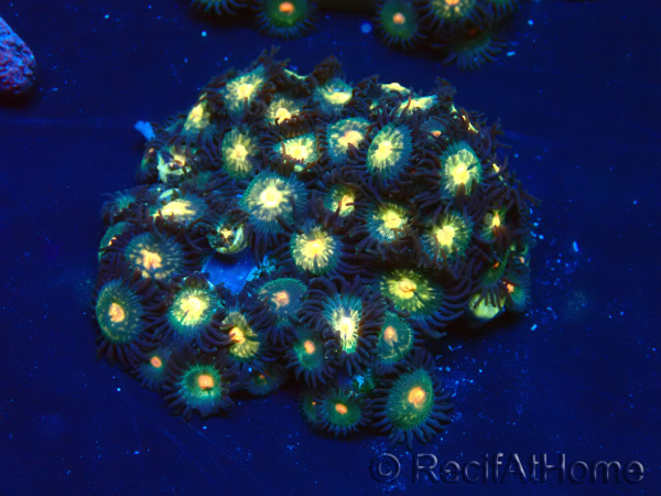 WYSIWYG - Zoanthus Mariculture Indo Acclimaté sous led