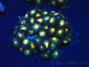 WYSIWYG - Zoanthus Mariculture Indo Acclimaté sous led