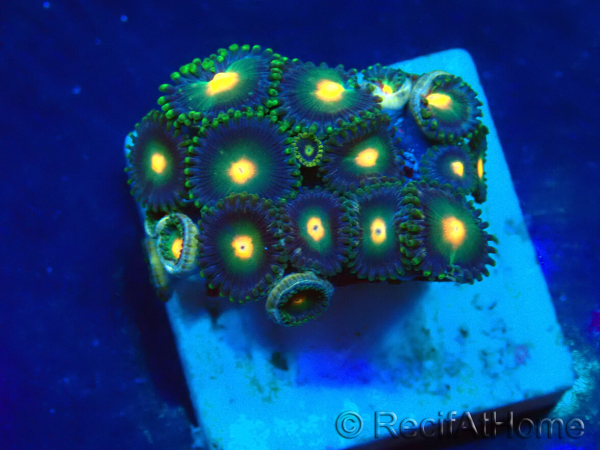 WYSIWYG - Zoanthus Mariculture Indo Acclimated under LED