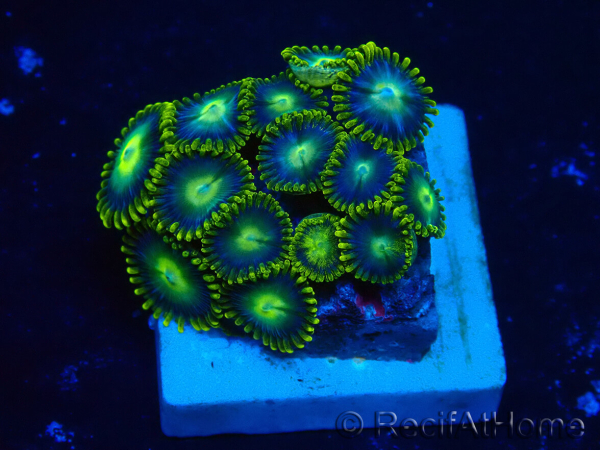 WYSIWYG - Zoanthus Maricultura Indo Aclimatado bajo LED