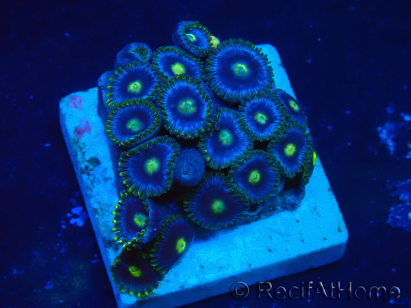 WYSIWYG - Zoanthus Indo Mariculture Acclimated under LED