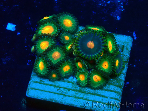 WYSIWYG - Zoanthus Mariculture Indo Acclimaté sous led