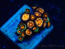 WYSIWYG - Zoanthus 14L4 Mariculture Indo Acclimaté sous led