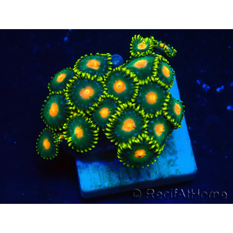 WYSIWYG - Zoanthus 14L5 Mariculture Indo Acclimaté sous led