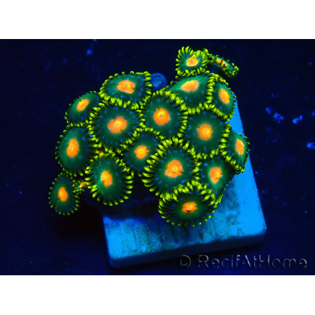 WYSIWYG - Zoanthus Mariculture Indo Acclimaté sous led