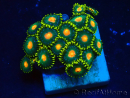 WYSIWYG - Zoanthus Maricultura Indo Acclimatato sotto led