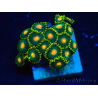 WYSIWYG - Zoanthus Maricultura Indo Acclimatato sotto led