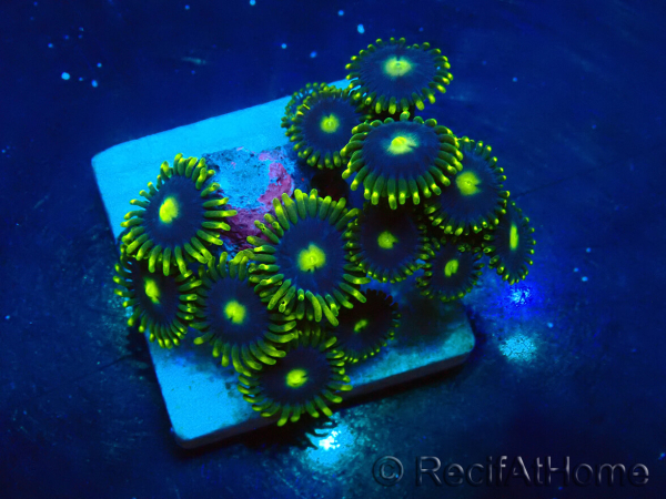 WYSIWYG - Zoanthus 14L6 Mariculture Indo Acclimaté sous led