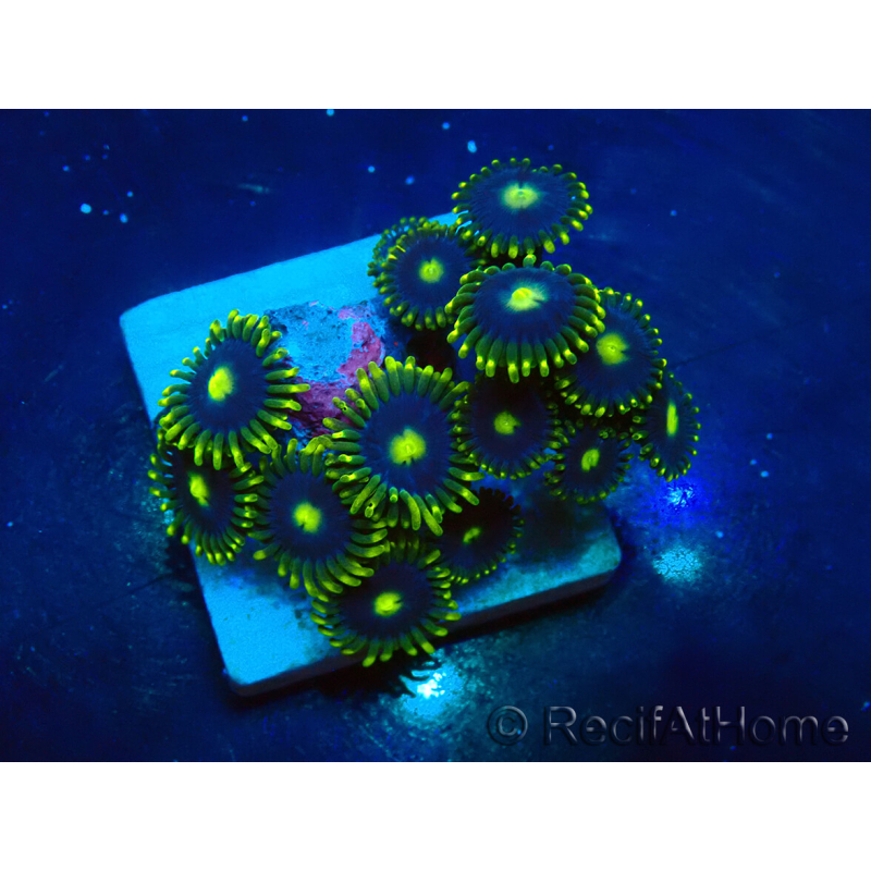 WYSIWYG - Zoanthus 14L6 Mariculture Indo Acclimaté sous led