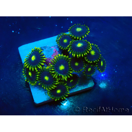 WYSIWYG - Zoanthus 14L6 Mariculture Indo Acclimaté sous led