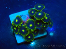 WYSIWYG - Zoanthus Mariculture Indo Acclimated under LED