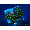 WYSIWYG - Zoanthus 14L6 Mariculture Indo Acclimaté sous led