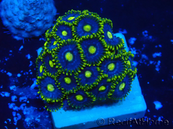 WYSIWYG - Zoanthus Maricultura Indo Aclimatado bajo LED