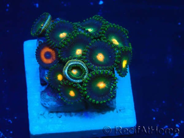 WYSIWYG - Zoanthus Maricoltura Indo Acclimatato sotto LED