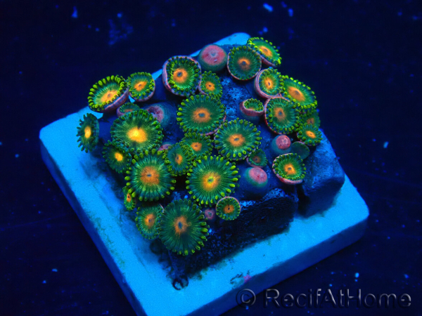 WYSIWYG - Zoanthus 14M3 Mariculture Indo Acclimaté sous led