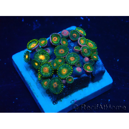 WYSIWYG - Zoanthus Mariculture Indo Acclimaté sous led