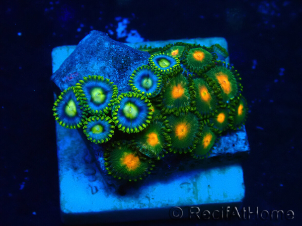 WYSIWYG - Zoanthus Indo Mariculture Acclimated under LED