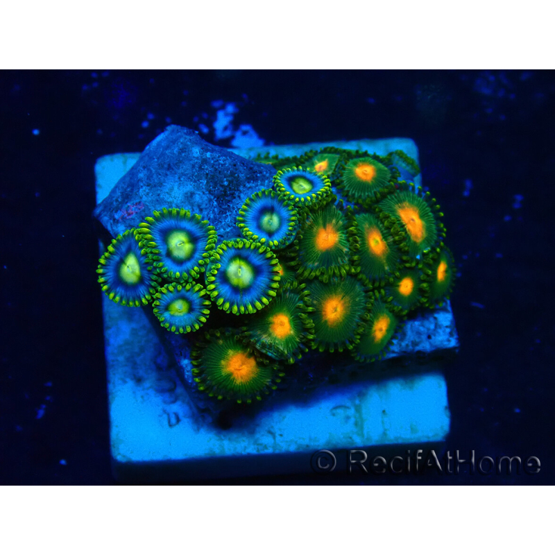 WYSIWYG - Zoanthus Maricultura Indo Acclimatato sotto led