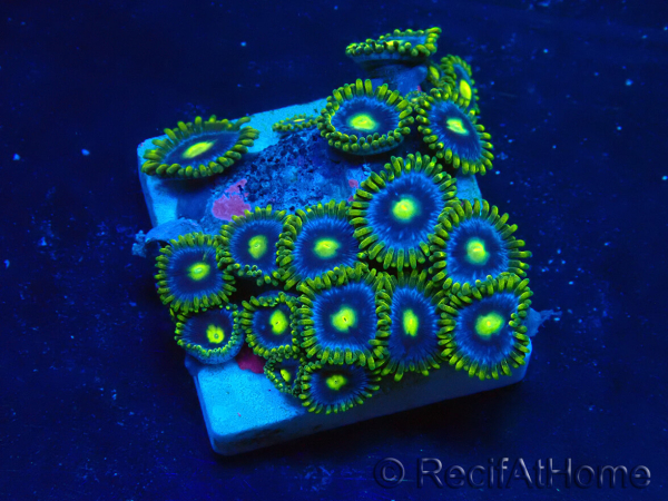 WYSIWYG - Zoanthus Maricultura Indo Acclimatato sotto led