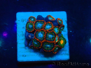WYSIWYG - Zoanthus Maricoltura Indo Acclimata sotto LED