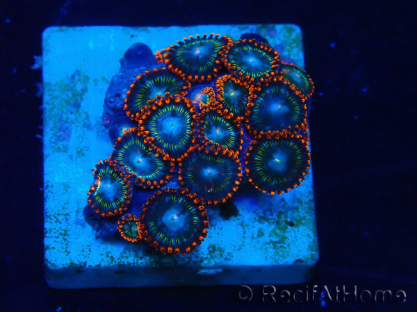 WYSIWYG - Zoanthus Maricoltura Indo Acclimatato sotto led