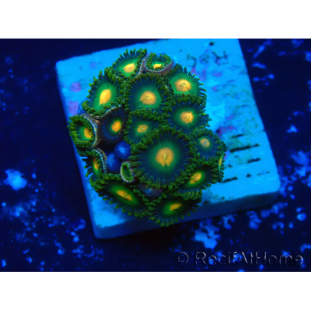 WYSIWYG - Zoanthus Mariculture Indo Acclimatato sotto led