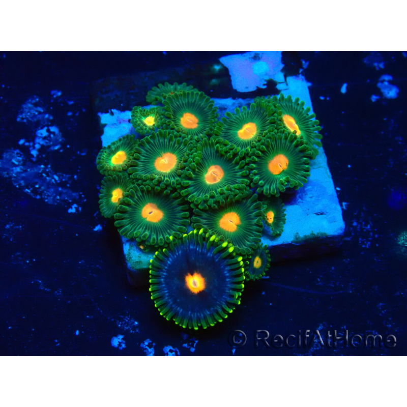 WYSIWYG - Zoanthus Maricultura Indo Aclimatado bajo led